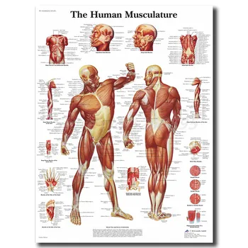 Human Anatomy Muscles System Wall Art Canvas Posters Prints Painting Body Map Pictures For Medical Education Home Decor Artwork
Human Anatomy Muscles System Wall Art Canvas Posters Prints Painting Body Map Pictures For Medical Education Home Decor Artwork