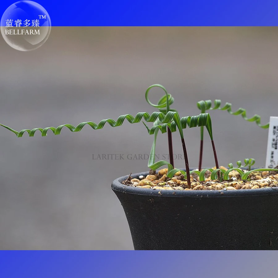 Moraea Pritzeliana Seeds, Professional Pack, 5 Seeds, Indigenous Endemic Perennial succulent with blue flowers E4020