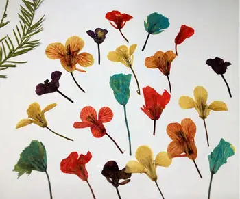 120pcs Pressed Dried Cole Flowers Plant Herbarium For Jewelry Pendant Ring Earrings Flower Making Accessories
120pcs Pressed Dried Cole Flowers Plant Herbarium For Jewelry Pendant Ring Earrings Flower Making Accessories