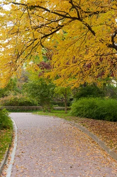 Wholesale Outdoor autumn Printed Art fabric Photography backgrounds flowers natural Scenery photo backdrops D-3692
Wholesale Outdoor autumn Printed Art fabric Photography backgrounds flowers natural Scenery photo backdrops D-3692