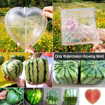 Forming Shaping Tool Transparent Plastic Big Size Watermelon Growing Mold Nursery Pot For Fruit Reusable Home Heart Square Fixed
Forming Shaping Tool Transparent Plastic Big Size Watermelon Growing Mold Nursery Pot For Fruit Reusable Home Heart Square Fixed