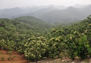 Castanea Mollissima Chinese-Chestnut Ban-Li
Castanea Mollissima Chinese-Chestnut Ban-Li