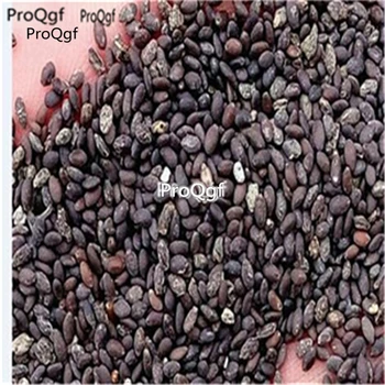 Ngryise 3000pcs Salvia farinacea 
Ngryise 3000pcs Salvia farinacea