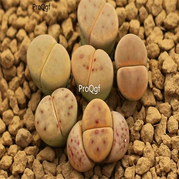 Ngryise 10pcs a set stone flower shendiyu
Ngryise 10pcs a set stone flower shendiyu