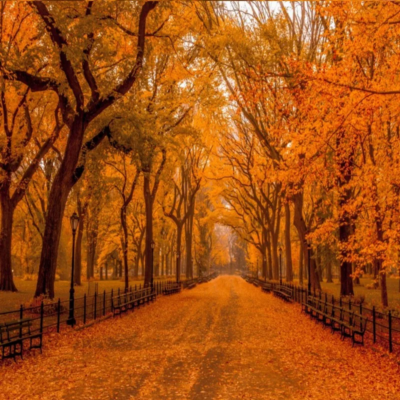 Dropship Wallpaper Forest Red Fire Forest Red Deciduous Wallpaper For Bedroom Walls Wall Murals Papier Peint Mural 3d
Dropship Wallpaper Forest Red Fire Forest Red Deciduous Wallpaper For Bedroom Walls Wall Murals Papier Peint Mural 3d