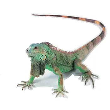 3D Car Sticker Simulation Animals Bumper Retrofit Stickers for Spider Gecko Scorpions 
3D Car Sticker Simulation Animals Bumper Retrofit Stickers for Spider Gecko Scorpions