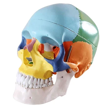 Colored Skull Model Sectioned Head Model Teaching Tools Aids Contrasting Colors to Distinguish Various Bony Plates GY88
Colored Skull Model Sectioned Head Model Teaching Tools Aids Contrasting Colors to Distinguish Various Bony Plates GY88