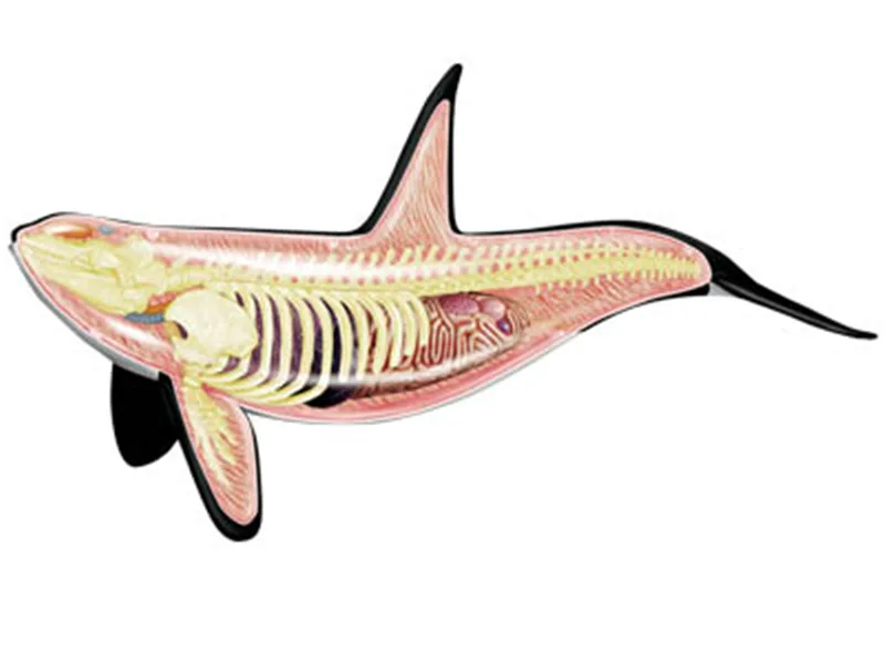 4D MASTER Educational Assembled Toys Animal Biological Whale Organs Anatomical Medicine for Teaching Model
4D MASTER Educational Assembled Toys Animal Biological Whale Organs Anatomical Medicine for Teaching Model
