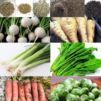 

120Pcs сад и огород Vegetable semillase verduras Backyard Balcony Garden Carrot Garlic semilla семена растений