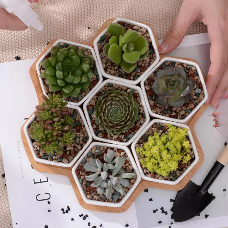 Ceramic Succulent Plant Pot Cactus Plant Pot Flower Pot bonsai Container Planter with Bamboo Tray Garden Decoration
Ceramic Succulent Plant Pot Cactus Plant Pot Flower Pot bonsai Container Planter with Bamboo Tray Garden Decoration