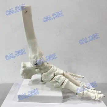 Free shipping&human foot bone model, foot sole, joints of foot ankle, tibia and fibula, foot model Department of orthopedics.
Free shipping&human foot bone model, foot sole, joints of foot ankle, tibia and fibula, foot model Department of orthopedics.