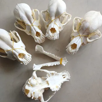 5 real dog skull decorative specimens skull size 13-16cm long complete specimen teeth natural weathering 
5 real dog skull decorative specimens skull size 13-16cm long complete specimen teeth natural weathering