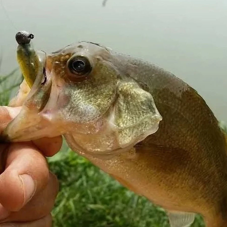 50pcs Lead Jig Head Fishing Hook 1g-20g Jig Hooks For Soft Fishing Lure Carbon Steel Fishhooks tete plomb avec hamecon
50pcs Lead Jig Head Fishing Hook 1g-20g Jig Hooks For Soft Fishing Lure Carbon Steel Fishhooks tete plomb avec hamecon