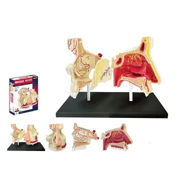 Model Medical Instruction DIY Popular Science Appliances 4D Intelligence Assembling Toy Human Nasal Organ Anatomy
Model Medical Instruction DIY Popular Science Appliances 4D Intelligence Assembling Toy Human Nasal Organ Anatomy