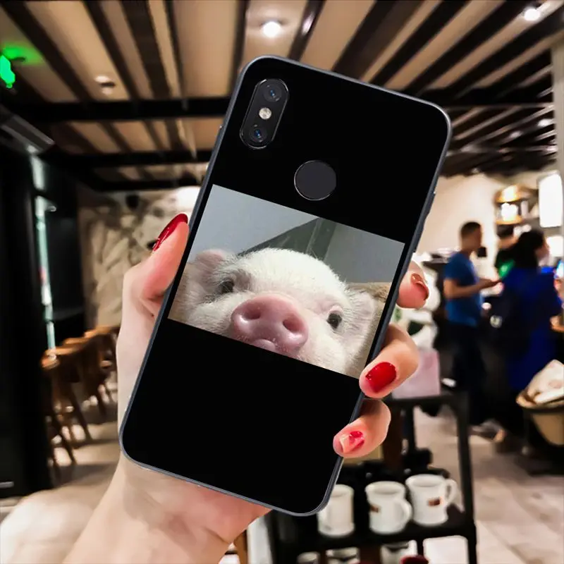 Cute Little Pink Pet Pig