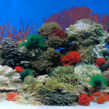 Non-self-adhesive HEIGHT 30/40CM WATERPROOF Aquarium Fish Tank Decoration Background Wallpaper Sticker Supplies Accessories
Non-self-adhesive HEIGHT 30/40CM WATERPROOF Aquarium Fish Tank Decoration Background Wallpaper Sticker Supplies Accessories