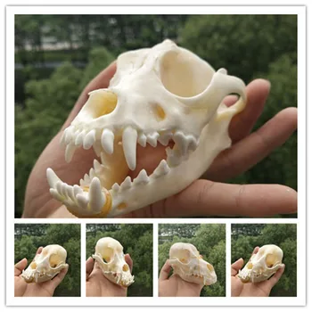 Real Animal beast dog Skull specimen Collectibles Study Unusual Halloween
Real Animal beast dog Skull specimen Collectibles Study Unusual Halloween