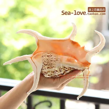 Hexagonal Conch Natural Shell Conch Creative Gift Mediterranean Home Decoration Tank Landscape Sea Snail Decoration Ornaments
Hexagonal Conch Natural Shell Conch Creative Gift Mediterranean Home Decoration Tank Landscape Sea Snail Decoration Ornaments