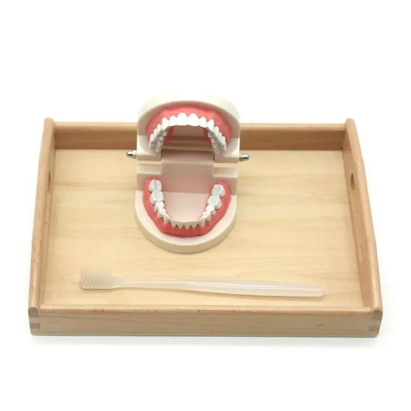 Kids Learning Brushing Tooth Aids Toddler Practical Life Simulated Tooth Toys L4MC
Kids Learning Brushing Tooth Aids Toddler Practical Life Simulated Tooth Toys L4MC