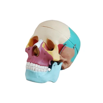 Advanced color natural size skull model with open mandibular and muscle coloring skull model
Advanced color natural size skull model with open mandibular and muscle coloring skull model