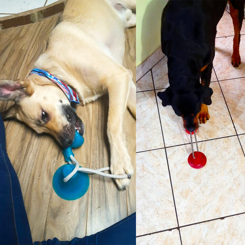 Sucker Dog Toy