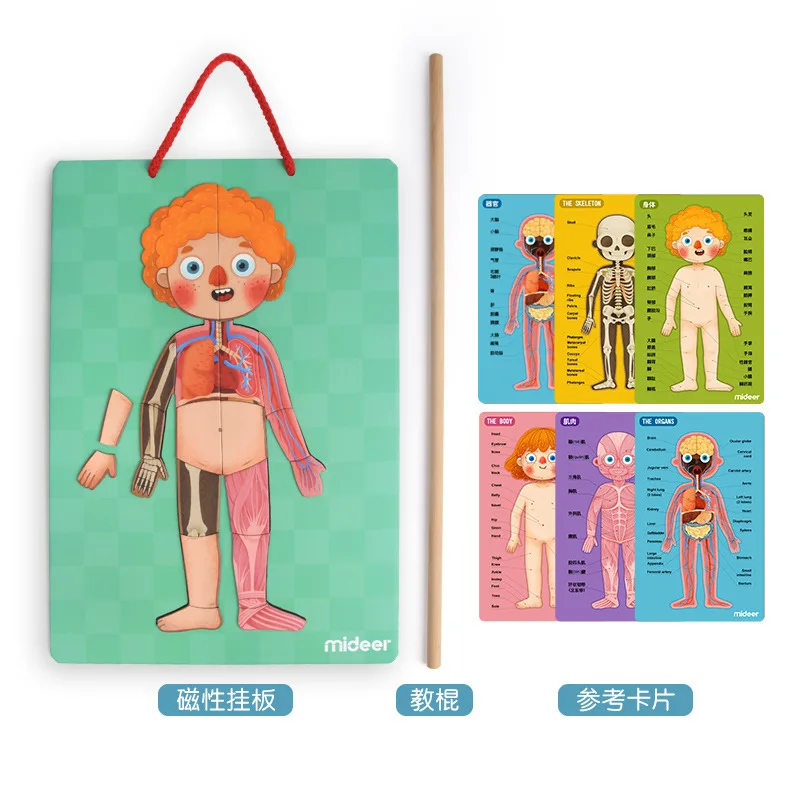 MiDeer Mi Deer Children Human Cognitive Magnetic Educational Puzzle 6-8-Year-Old Kindergarten GIRL'S And BOY'S Toy
MiDeer Mi Deer Children Human Cognitive Magnetic Educational Puzzle 6-8-Year-Old Kindergarten GIRL'S And BOY'S Toy