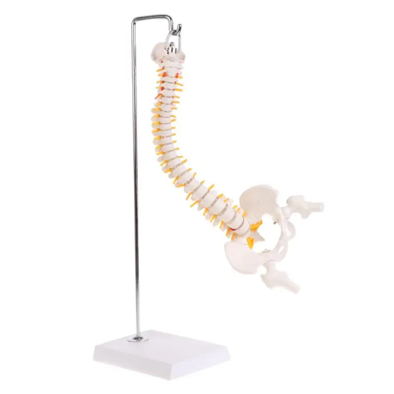 45cm Flexible Human Spinal Column Vertebral Lumbar Curve Anatomical Model Anatomy Spine Medical Teaching Tool LX9A
45cm Flexible Human Spinal Column Vertebral Lumbar Curve Anatomical Model Anatomy Spine Medical Teaching Tool LX9A
