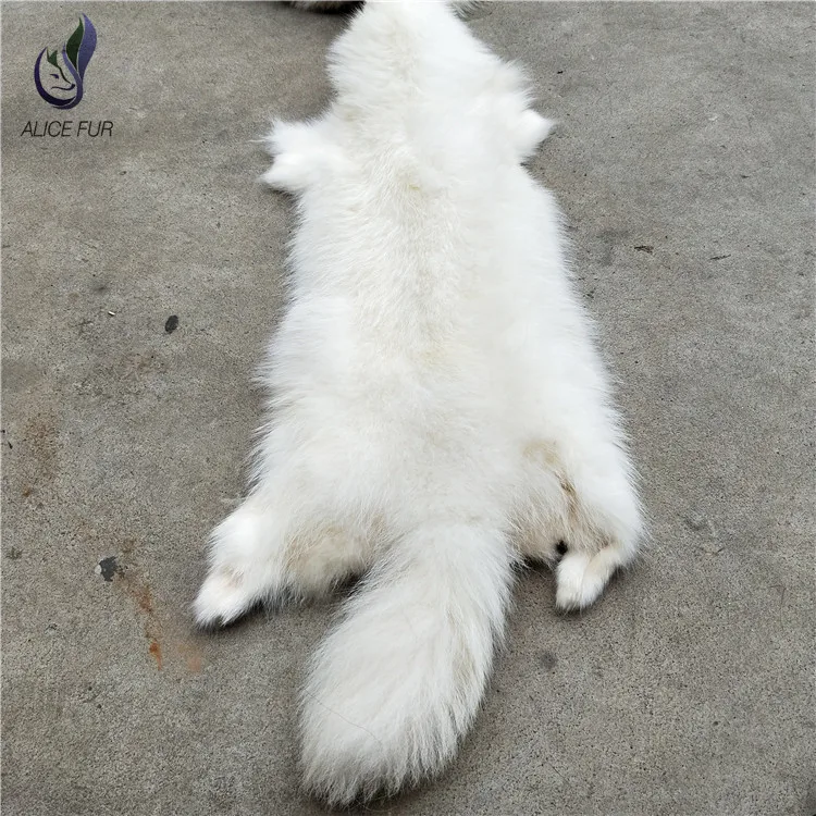 Raccoon skin20