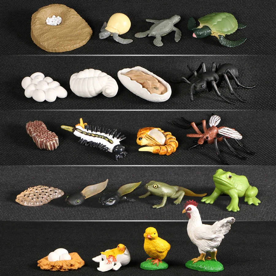 Animals Growth Cycle Life Cycle Model set Frog Ant Mosquito Sea Turtle simulation Model Action Figures Teaching material For Kid
Animals Growth Cycle Life Cycle Model set Frog Ant Mosquito Sea Turtle simulation Model Action Figures Teaching material For Kid