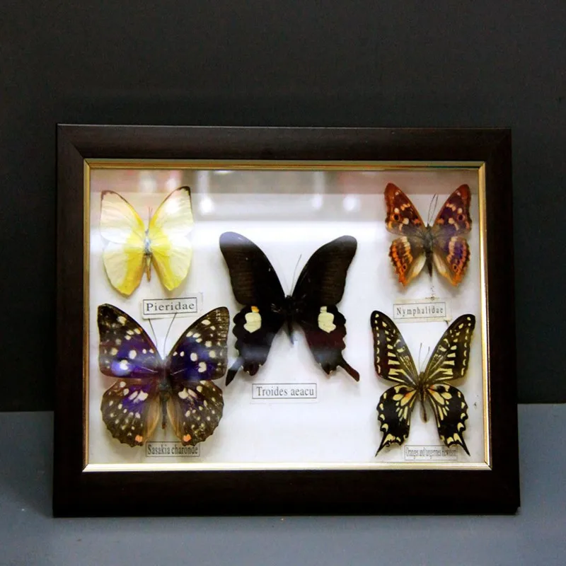 

Beautiful Butterfly Specimen Educational Material Collection/Butterfly Specimen Photo Frame Artwork Decoration Home Decoration