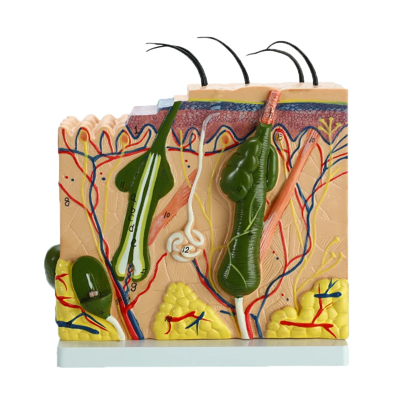 50 times Human Skin and Hair Structure Enlarge Model Skin Layer Structure Model Human's Skeleton Anatomical Model 24x23x11cm
50 times Human Skin and Hair Structure Enlarge Model Skin Layer Structure Model Human's Skeleton Anatomical Model 24x23x11cm