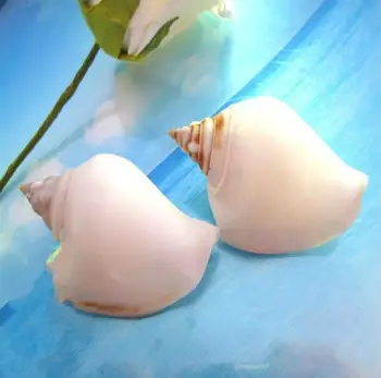 Natural conch shells seashells white spiro conch shell 4 cm 
Natural conch shells seashells white spiro conch shell 4 cm