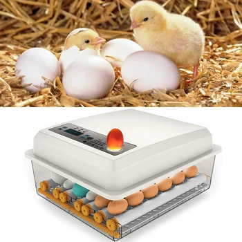 220V 110V Eggs Incubator Brooder Chick Hatchery Incubator Poultry Hatcher Turner Bird Incubator Automatic Farm Incubation Tools
220V 110V Eggs Incubator Brooder Chick Hatchery Incubator Poultry Hatcher Turner Bird Incubator Automatic Farm Incubation Tools