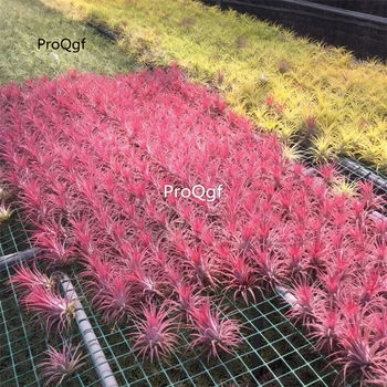 Ngryise 5Pcs A Set Tillandsia air fern plant 
Ngryise 5Pcs A Set Tillandsia air fern plant