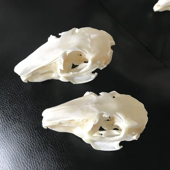 2PCS Cottontail rabbit Rabbit Skull specimen Animal bone specimen (Natural Bone Quality A)
2PCS Cottontail rabbit Rabbit Skull specimen Animal bone specimen (Natural Bone Quality A)