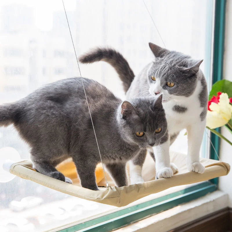 Removable Cat Window Sunbath Hammock Sucker Cat Window Seat Hammock Space Saving Pet Cat Resting Seat Pet Bed Pet Supplies
Removable Cat Window Sunbath Hammock Sucker Cat Window Seat Hammock Space Saving Pet Cat Resting Seat Pet Bed Pet Supplies