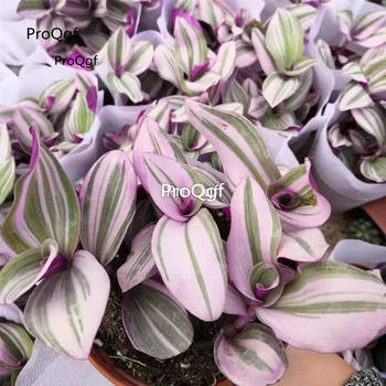 Ngryise 1 Set oil painting Chlorophytum 
Ngryise 1 Set oil painting Chlorophytum