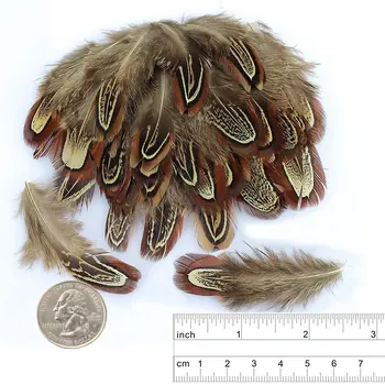 100pcs/lot Natural Pheasant Feathers for Crafts 5-10CM 2-4inch Feathers for Jewelry Making Wedding Feathers Decoration Plumas
100pcs/lot Natural Pheasant Feathers for Crafts 5-10CM 2-4inch Feathers for Jewelry Making Wedding Feathers Decoration Plumas