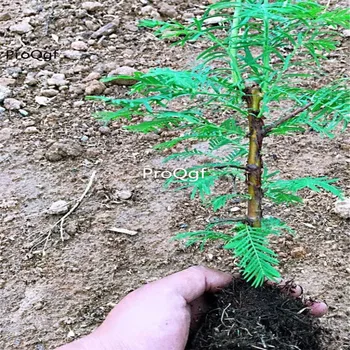 Ngryise 2Pcs A Set Metasequoia glyptostroboides
Ngryise 2Pcs A Set Metasequoia glyptostroboides