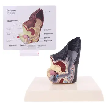 Dog Ear Lesion Animal Anatomical Model Veterinary Science Aids Teaching Research 11UB
Dog Ear Lesion Animal Anatomical Model Veterinary Science Aids Teaching Research 11UB
