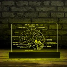 Brain Diagram 3D illusion Decorative Lighting Remote And Multicolor Median Section Of The Brain LED Sign Brain Lab Decor
Brain Diagram 3D illusion Decorative Lighting Remote And Multicolor Median Section Of The Brain LED Sign Brain Lab Decor