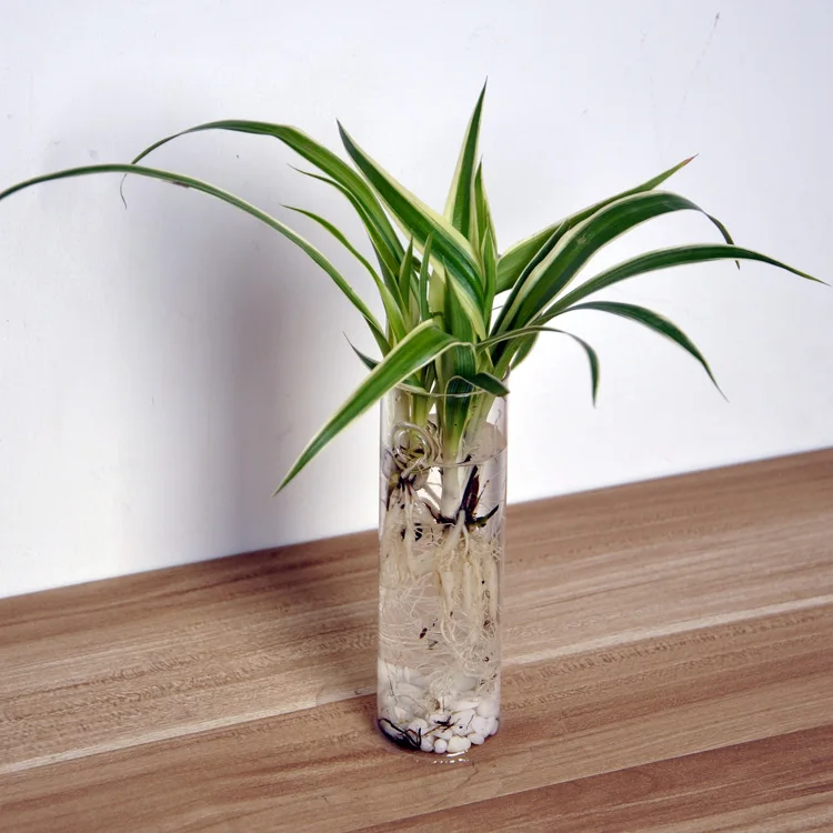 Home Clear Cylinder Glass Flowerpot Mini Wall Hanging Water Plant Vase Tank
Home Clear Cylinder Glass Flowerpot Mini Wall Hanging Water Plant Vase Tank