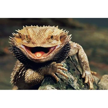 5D Diamond Embroidery Painting Bearded Dragon Lizards Art Print DIY Diamond Painting Kits
5D Diamond Embroidery Painting Bearded Dragon Lizards Art Print DIY Diamond Painting Kits