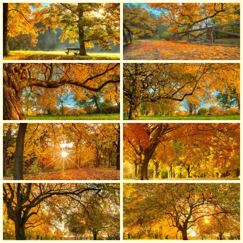 Yeele Autumn Golden Maple Trees Sunshine Landscape Background Photophone Photography for Photo Studio Decoration Customized Size
Yeele Autumn Golden Maple Trees Sunshine Landscape Background Photophone Photography for Photo Studio Decoration Customized Size
