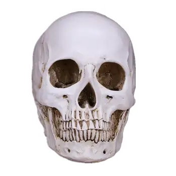 Creative skull statue, resin modern art sculpture, Halloween horror prop decoration, home garden skull statuette
Creative skull statue, resin modern art sculpture, Halloween horror prop decoration, home garden skull statuette