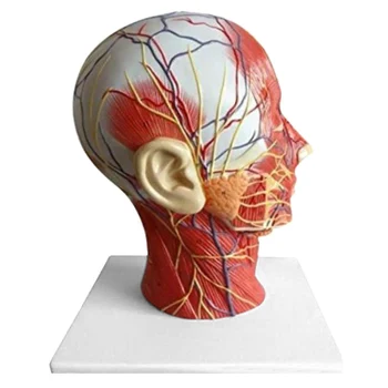 Anatomical Model Men Head Superficial Neurovascular Model Sagittal Section Microsurgery Model Teaching Tools Aids GY88
Anatomical Model Men Head Superficial Neurovascular Model Sagittal Section Microsurgery Model Teaching Tools Aids GY88