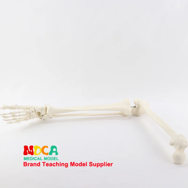 Foot Bone And Joint Model with Tibia And Fibula And Femoral Human Skeleton Model Medicine Teaching Mjg005
Foot Bone And Joint Model with Tibia And Fibula And Femoral Human Skeleton Model Medicine Teaching Mjg005