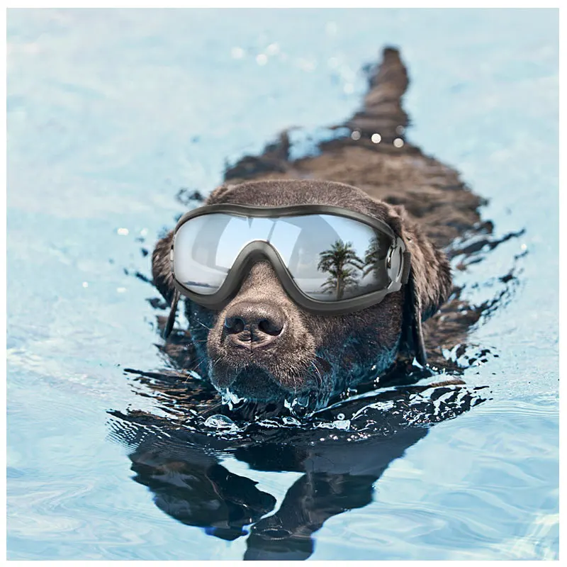 Dog Sunglasses UV Protection Windproof Goggles Pets Accessories for Medium Large Swimming Skating Glasses
Dog Sunglasses UV Protection Windproof Goggles Pets Accessories for Medium Large Swimming Skating Glasses