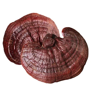 Chinese Health Tea Dried Wild Lingzhi Tea Red Reishi Mushroom Ganoderma Lucidum Slices Herbs Ling Zhi Tea 500g
Chinese Health Tea Dried Wild Lingzhi Tea Red Reishi Mushroom Ganoderma Lucidum Slices Herbs Ling Zhi Tea 500g