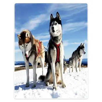 HommomH 60 "X80" throw blanket polyester material comfortable warm portable soft plush sofa bed snow smart dog
HommomH 60 "X80" throw blanket polyester material comfortable warm portable soft plush sofa bed snow smart dog